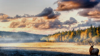 Morning Sun, Mist, and One Red Stag - Free image #489345